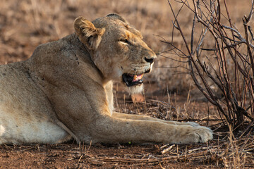 lion, femelle, lionne, Panthera leo, Afrique