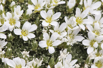 Arenaria tetraquetra Spanish sandwort pad-shaped plant with small beautiful white flowers that appear on the mountain after melting snow