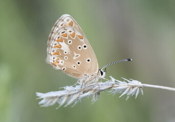 Aricia montensis small butterfly of the family Lycaenidae perched at dawn on different plants against an unfocused green background