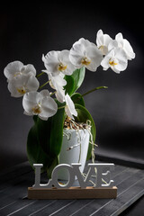 White Orchid on a black background. Dark boards. The inscription love.