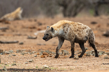 Hyène tachetée, Crocuta crocuta, Afrique du Sud
