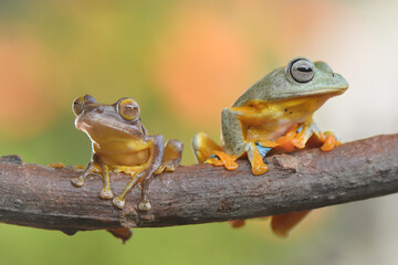Two frog on branch