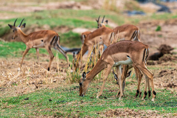 Impala, male, Aepyceros melampus