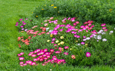 Beautiful and colorful ice plant flowers in bloom, nature background, popular ornamental garden plant.
