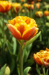 Tulipe double tardive, tulipa 'Bonanza'