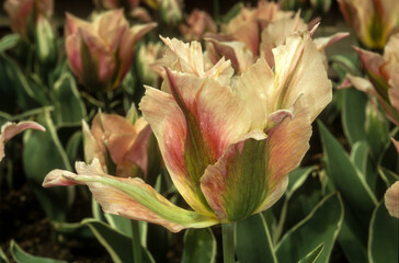 Tulipe, tulipa viridiflora 'Pimpernel'