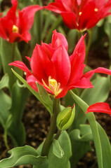 Tulipe, tulipa viridiflora 'Minner'