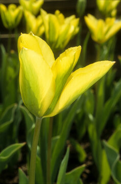 Tulipe, tulipa viridiflora 'Formosa'