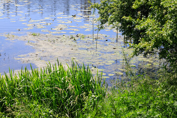 Vegetation by the lake shore