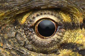 Macro eye reptile 