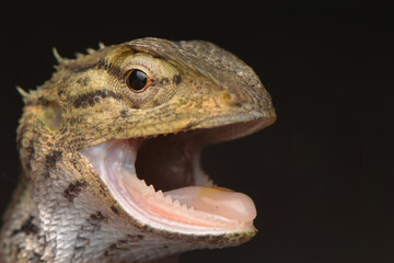 Close up expression in face reptile