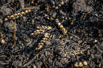 Wheat harvest burned in the fire. Environmental disaster and hunger concept