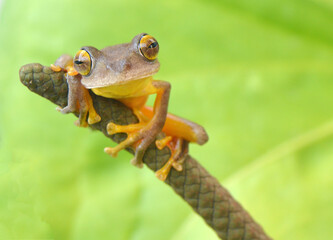 Tree Frog cute face and pose