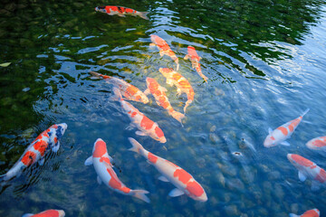 岡山後楽園の池の鯉