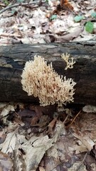 brown orange mushroom growing on log in forest