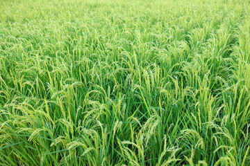 岡山後楽園の井田