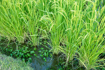 岡山後楽園の井田