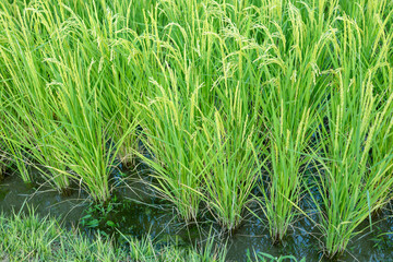 岡山後楽園の井田