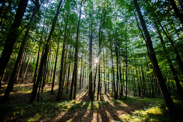 Fototapeta na wymiar sun rays in green forest 