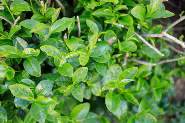 岡山後楽園の茶畑