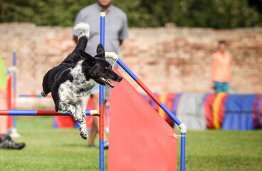 border collie is jumping over the hurdles. Amazing day on czech agility privat training