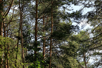 Dense pine forest of tall conifers