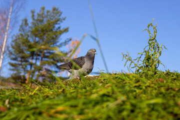 pigeon in the Park on the green grass