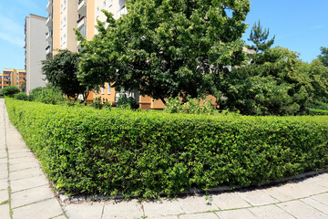 Naklejka premium Green hedge and other plants in a housing estate