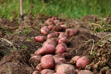 unearthed potato crop lying on the ground