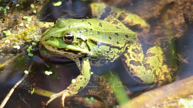 Portrait of green water frog, Pelophylax esculentus sitting in water