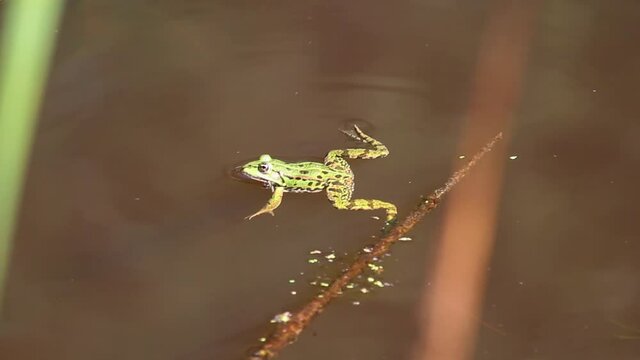 Portrait of green water frog, Pelophylax esculentus swimming in water
