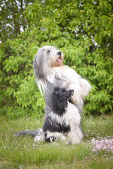 Portrait of bearded collie and poodle in the nature. Autumn photoshooting in park.