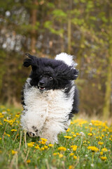 Black poodle is running in dandelions. He is so nice puppy.