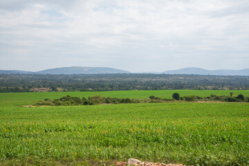 Fototapeta na wymiar African Farmland and landscapes from Kenya