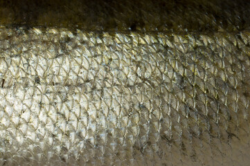 Zander scales, skin of fresh zander fish.