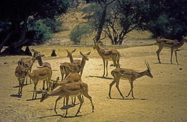 Fototapeta na wymiar Antelopes in the African steppe