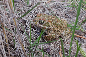 Natterjack toad (Epidalea calamita) on the ground