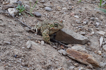 Natterjack toad (Epidalea calamita) on the ground