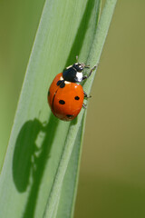Seven-spotted ladybug - Coccinella septempunctata - Pyrénées-Orientales, France