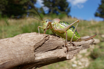 Bush cricket (Ephippiger diurnus) in Pyrenees mountains