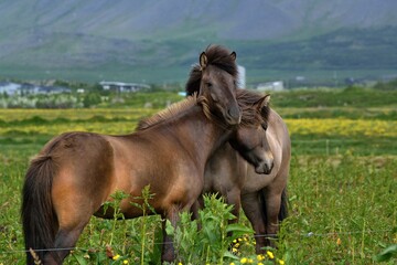 Beautiful Icelandic Horses playing near Akranes during the summer white night 