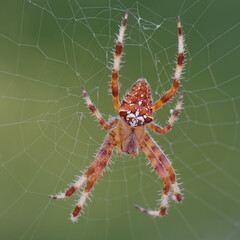Araneus diadematus on his web - Pyrénées-Orientales, France