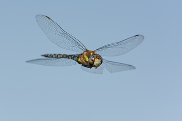 Aeshna mixta flying in the blue sky in Pyrénées-Orientales, France