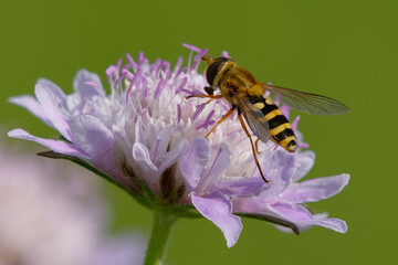Hoverfly (Syrphus ribesii) on a flower