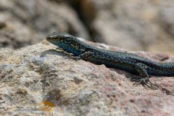 Lilford's wall lizard (Podacris lilfordi) in Majorca
