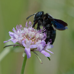 Violet carpenter bee (Xylocopa violacea) foraging a flower