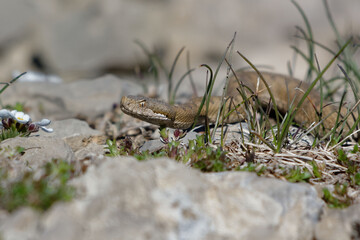 Aspic Viper (vipera aspis) - Serra del Cadi, Spain