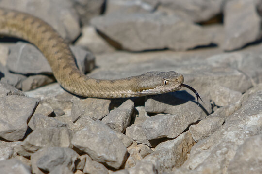 Aspic Viper (vipera aspis) - Serra del Cadi, Spain