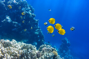 Fototapeta na wymiar Masked Butterflyfish (Chaetodon semilarvatus) in the Ocean near Coral Reef. Colorful Tropical Fish with Black and Yellow Stripes in Red Sea. Rays of Light in Clear Blue Water.
