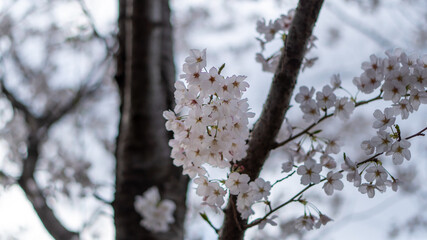white blossom